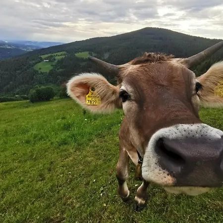Inn Alpengasthof Fernblick *
