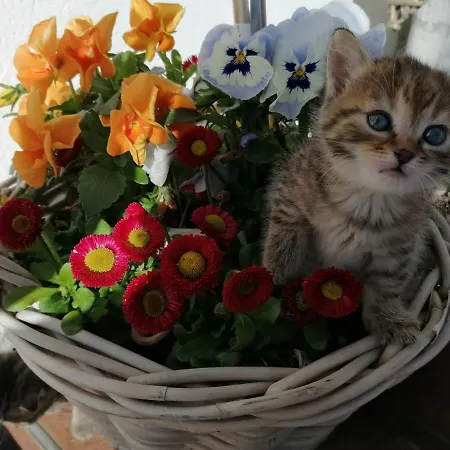 Alpengasthof Fernblick Han/Misafirhane Mönichkirchen