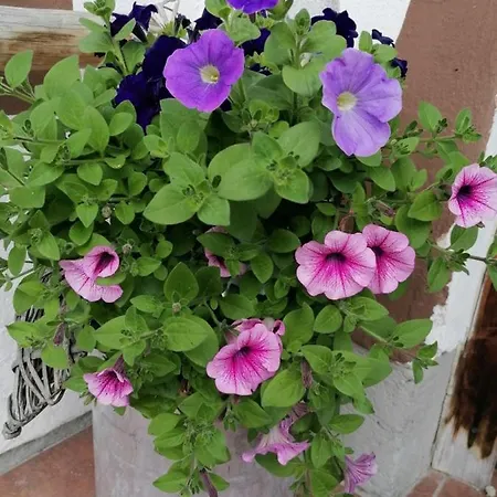 Gasthof Alpengasthof Fernblick *