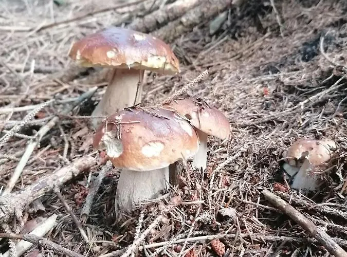 Inn Alpengasthof Fernblick