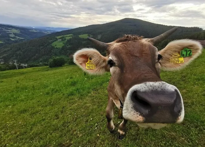 Inn Alpengasthof Fernblick *
