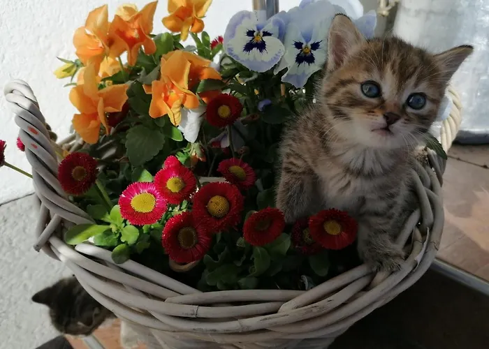 Alpengasthof Fernblick Locanda Mönichkirchen