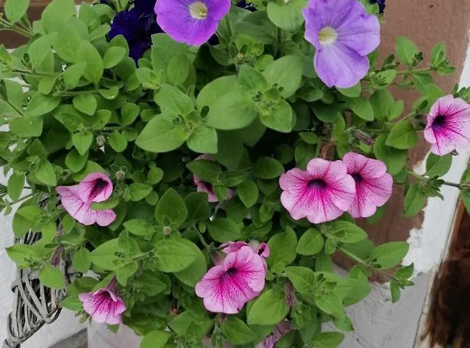 Locanda Alpengasthof Fernblick *